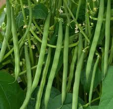 Bush Beans Vegetable Seeds