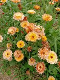 Orange Flash – Calendula Seed