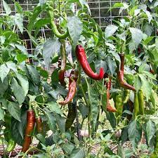 Arapaho – Cayenne Pepper Seed