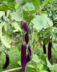 Brinjal Light Purple Long Organic Vegetable Seeds