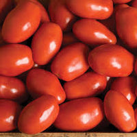 Tiren – Tomato Seed