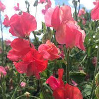 Mars – Sweet Pea Seed