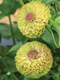 Zinnia- Queeny Lime with Blotch