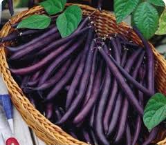 Amethyst – Purple Bush Bean Seeds