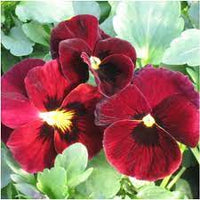 Viola- Arkwright Ruby