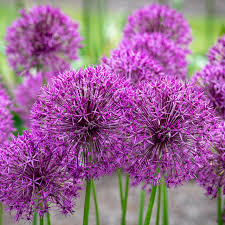 Allium- Purple Rain (Bulb)