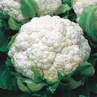 Cauliflower Hybrid Vegetable Seeds