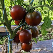 Black Prince – Organic Tomato Seed