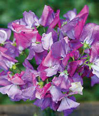 Enchanté – Sweet Pea Seed