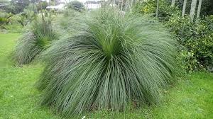 Australian Grass Tree