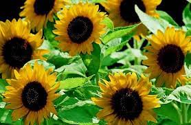 Sunny Smile – Sunflower Seed