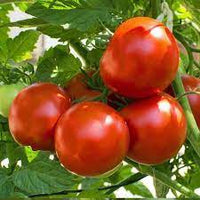 Tomato Roma Heirloom Vegetable Seeds