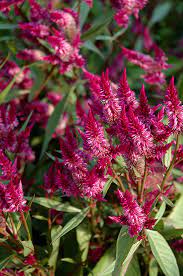 Celway Purple – Celosia Seed