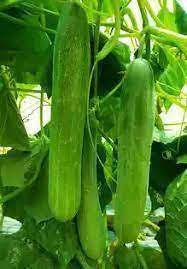 Cucumber Gherkin Vegetable Seeds