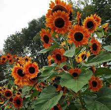 Autumn Beauty – Sunflower Seed