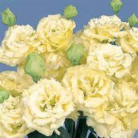 Voyage 2 Yellow II – Lisianthus