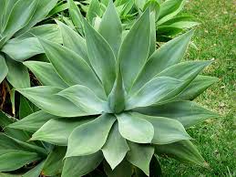 Agave- Foxtail