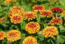 Zinnia- Macarenia