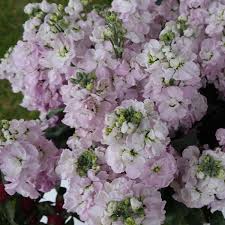 Katz Cherry Blossom – Stock Seed