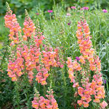 Potomac Early Sunrise Mix – Snapdragon Seed