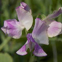 Pulsar – Sweet Pea Seed