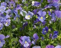 Viola- Blue Perfection