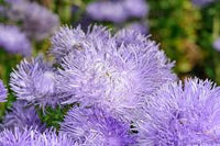 Hazaster Hagan Light Blue – China Aster Seed