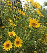 Maximilian – Perennial Sunflower Seed