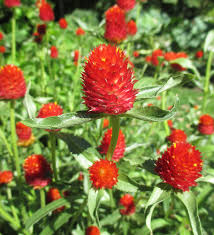 Strawberry Fields – Gomphrena Seed