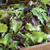 Allstar Gourmet Lettuce Mix – Lettuce Seeds