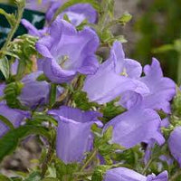 Champion Lavender – Campanula Seed