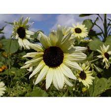 Yellow Sunflower with Black Heart Seeds