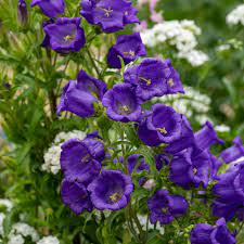 Champion Blue – Campanula Seed