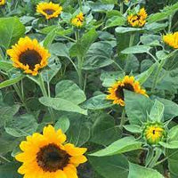 Vincent?s Choice – Sunflower Seed