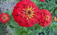 Zinnia- Oklahoma Scarlet