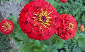 Zinnia- Oklahoma Scarlet