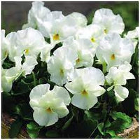 Viola- White Perfection