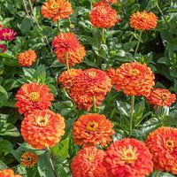 Zinnia- Queeny Pure Orange