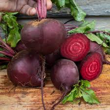 Boro – Beet Seed