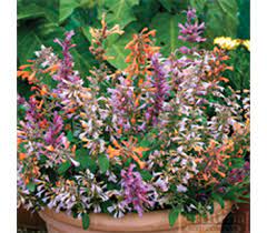 Agastache- Fragrant Delight Mix