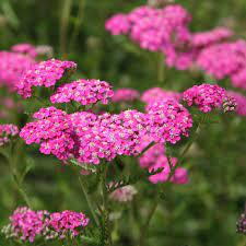 Yarrow- Cerise Queen