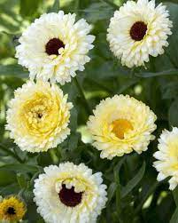 Ivory Princess – Calendula Seed