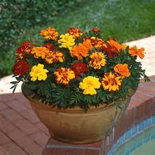 Durango Outback Mix – Marigold Seed