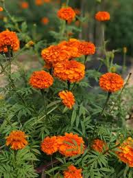 Giant Orange – Marigold Seed