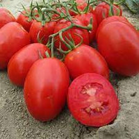 Tomato Pusa Ruby Vegetable Seeds