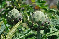 Tavor – Organic Artichoke Seed