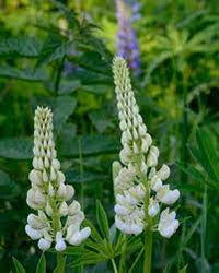 Noble Maiden – Lupine Seed