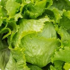 Lettuce Salad Crisp Head Great Lakes Green Vegetable Seeds