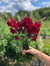 Chantilly Velvet – Snapdragon Seed