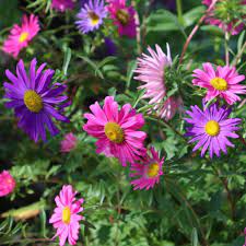 Aster- Tall China Mix